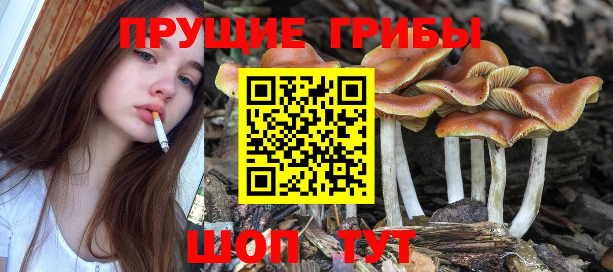 Псилоцибиновые грибы мицелий Юрга